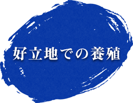 好立地での養殖